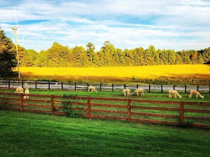 The Unique Alpaca Farm In Georgia Is An Animal Adventure The Whole Family Will Love