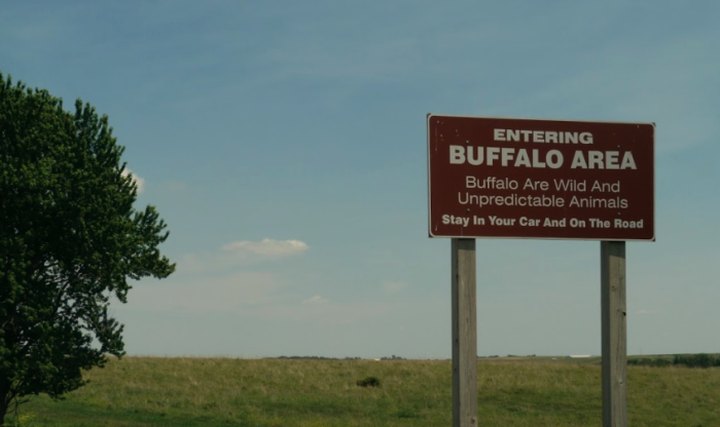 The Magical Place In Iowa Where You Can View A Wild Bison Herd