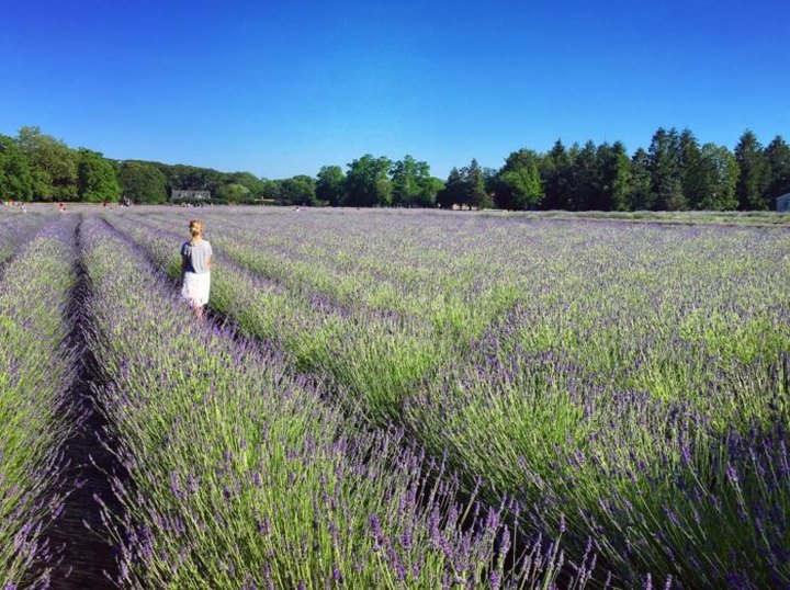 Get Lost In This Beautiful 20-Acre Lavender Farm In New York