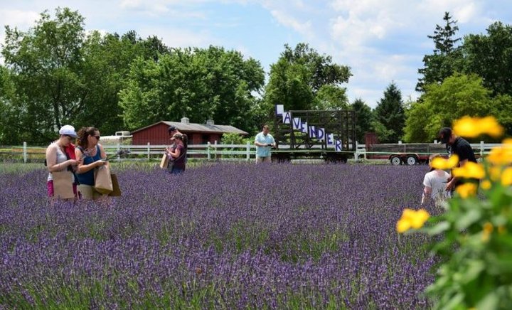 Get Lost In This Beautiful Lavender Farm In Maryland