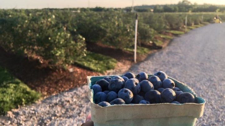 The Magical Farm In Oklahoma Where You Can Pick Your Own Yummy Blueberries