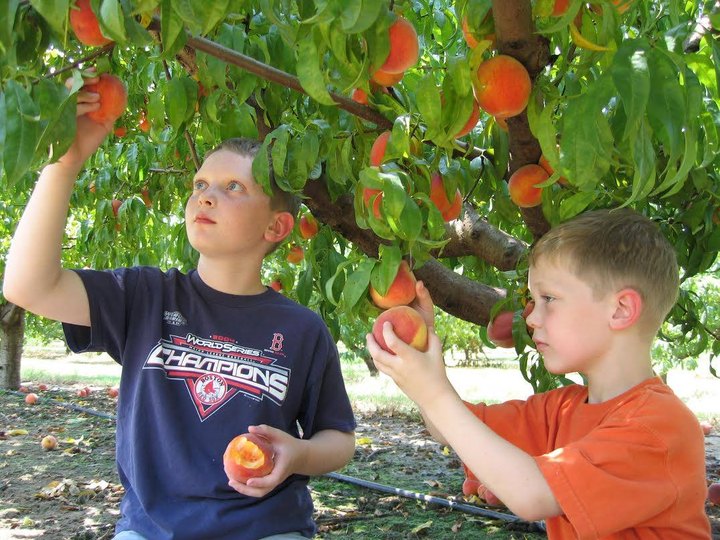 You Can Pick The Most Delicious Peaches All Summer Long At This Oklahoma Orchard