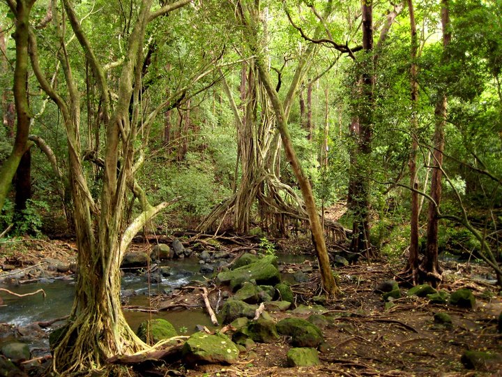 This 1-Mile Hike In Hawaii Takes You Through An Enchanting Forest