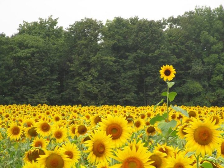 Most People Don't Know About This Magical Sunflower Field Hiding In Minnesota