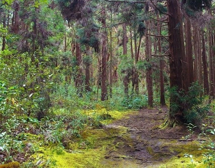 Adventure Awaits On This Enchanting Forest Trail In Hawaii You've Never Heard Of