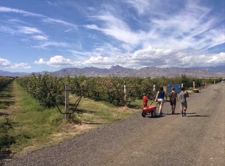 This 60-Acre U-Pick Farm In Nevada Is The Perfect Way To Spend An Afternoon