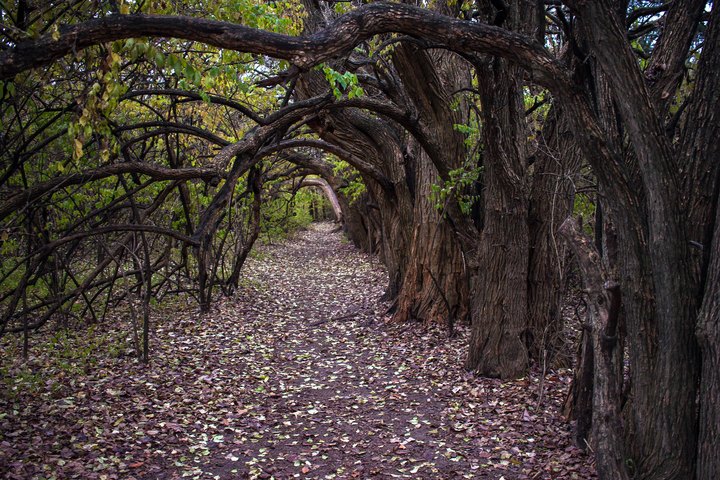 This 2-Mile Hike In Kansas Takes You Through An Enchanting Forest