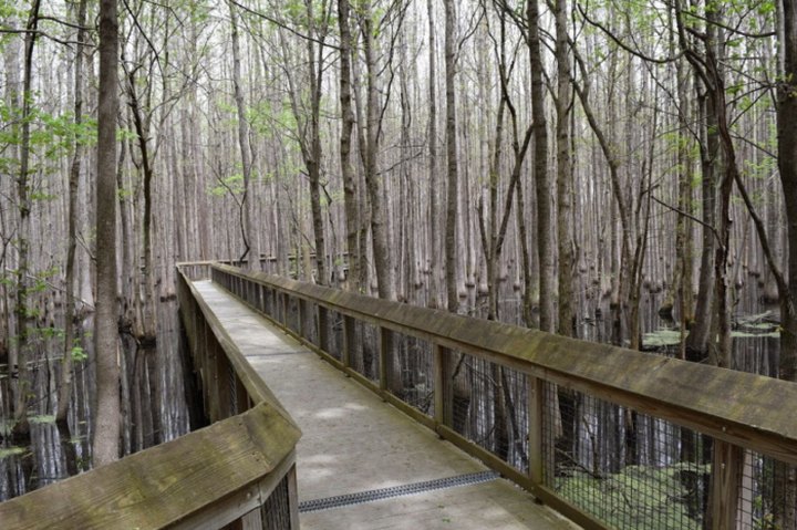Step Back Into History Along This Tiny Boardwalk Trail In Arkansas