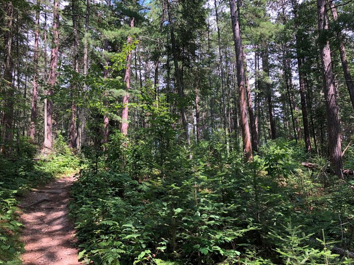 This 2-Mile Hike In Minnesota Takes You Through An Enchanting Forest