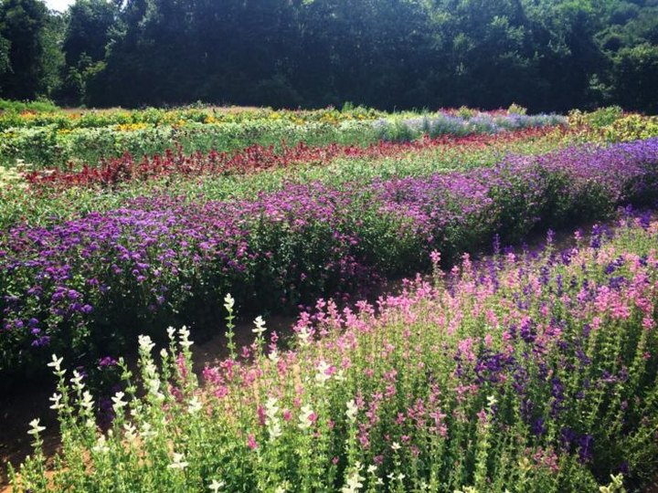 Pick Your Own Flowers At This Charming Farm Hiding In Connecticut