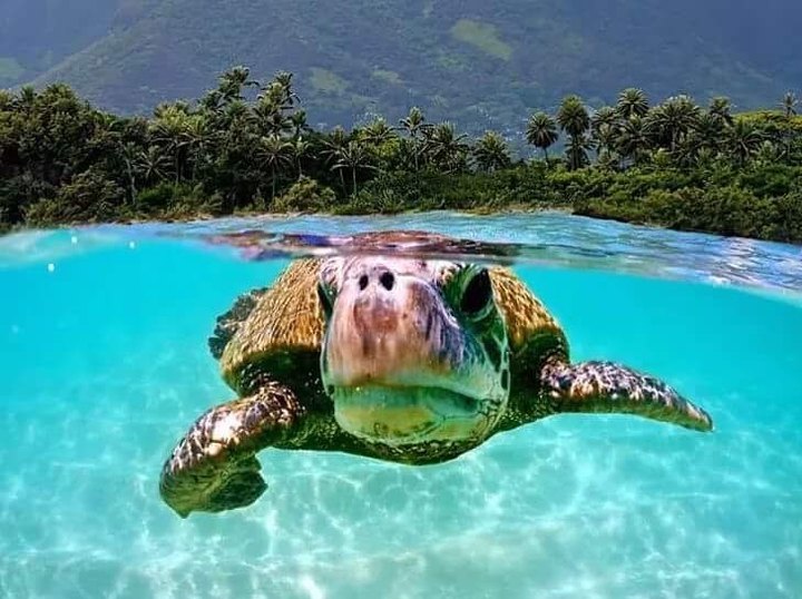 Get Up Close And Personal With Sea Turtles On An Adventure With Hawaii Turtle Tours
