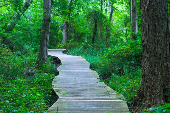 Take The Woodland Boardwalk Trail Alongside A Lily Pond In Massachusetts For A Beautiful Outing