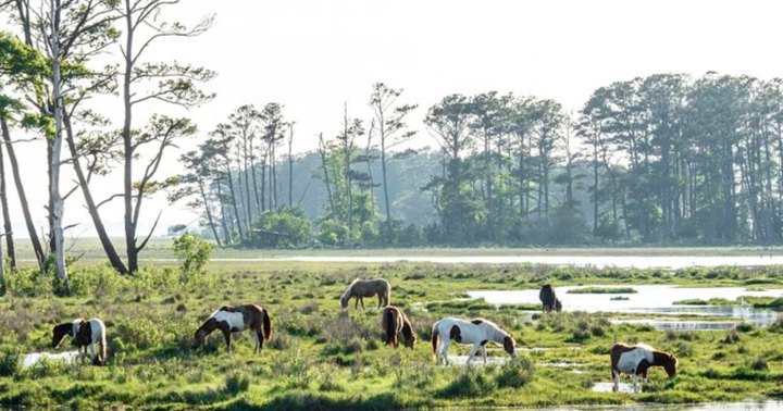 You Can Watch Wild Ponies Swim During This Wonderfully Unique Summer Event In Virginia