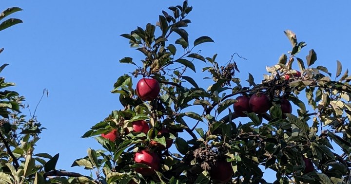 These 9 Charming Apple Orchards In New York Are Great For A Fall Day