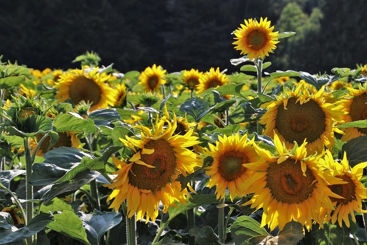 This Upcoming Sunflower Festival In Indiana Will Make Your Summer Complete