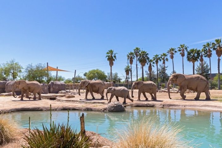 Reid Park Zoo Is A One-Of-A-Kind Elephant Ranch In Arizona