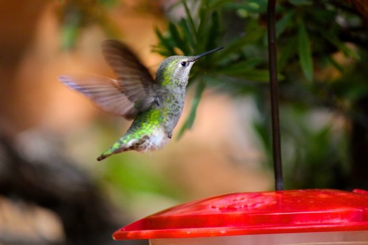 Thousands Of Hummingbirds Are Headed Straight For Colorado This Fall