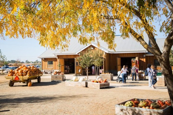 You Could Spend Hours In The 90-Acre Pumpkin Patch At Bishop's Farm In Northern California