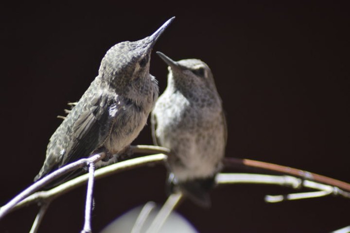 Thousands Of Hummingbirds Are Headed Straight For Tennessee This Fall