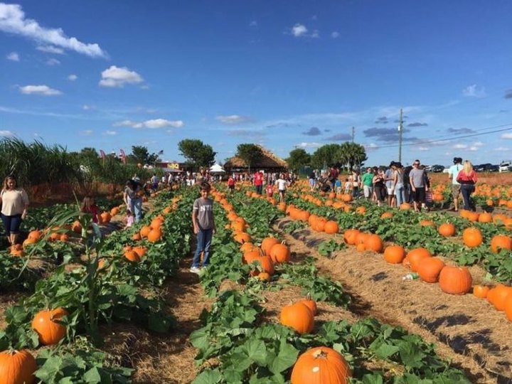 Choose From Over 80-Acres Of Pumpkins At The Charming Bedner's Farm Fresh Market In Florida