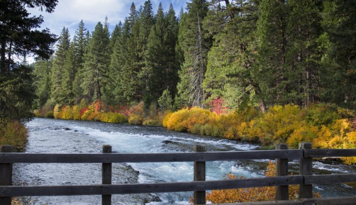 Surround Yourself In A Blaze Of Fall Foliage On The West Metolius River Trail In Oregon