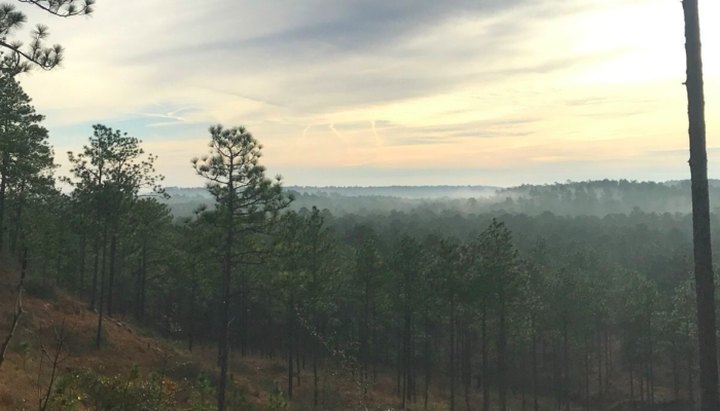 The Treetop Views From The Backbone Trail In Louisiana Are Absolutely Mesmerizing