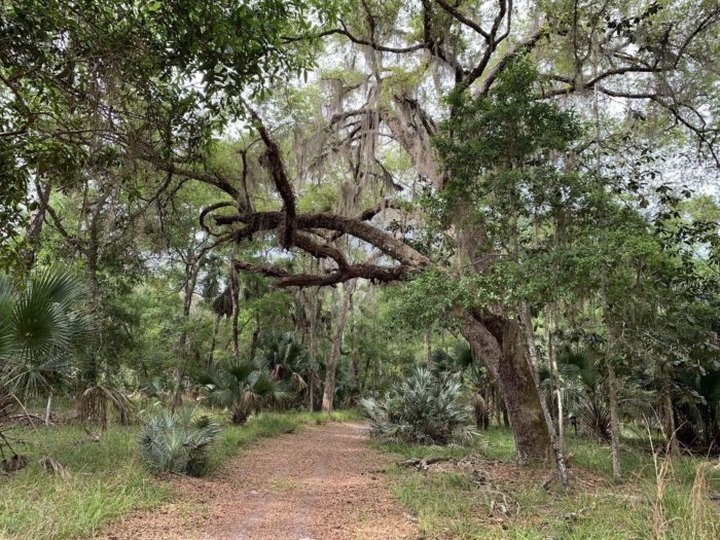 The 4.2 Mile Bulow Woods Loop Is A Beautiful And Easy Trail To Take In Florida