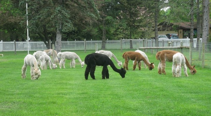 Blue Spruce Alpaca Farm In Indiana Makes For A Fun Family Day Trip