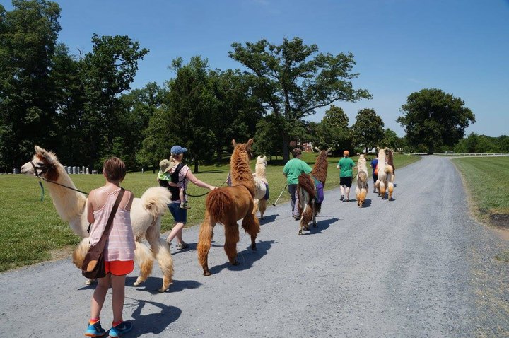You Can Hike With Llamas At Lower Sherwood Farm In Virginia