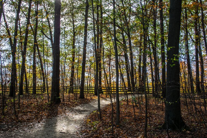 This 4-Mile Hike In Cleveland's Rocky River Reservation Takes You Through An Enchanting Forest
