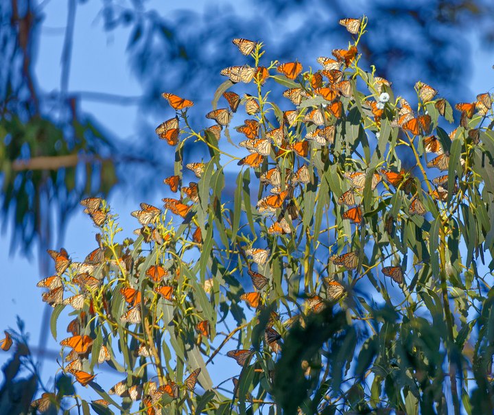 A Butterfly Migration Super Highway Could Bring Millions Of Monarchs Through Connecticut This Fall