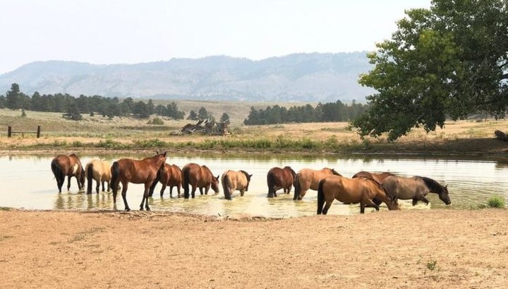 The Black Hills Wild Horse Sanctuary Is Worthy Of A South Dakota Pilgrimage This Fall