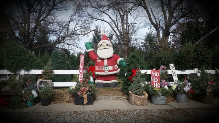 A Visit To The Pinecrest Christmas Tree Farm In Nebraska Might Become Your New Favorite Holiday Tradition