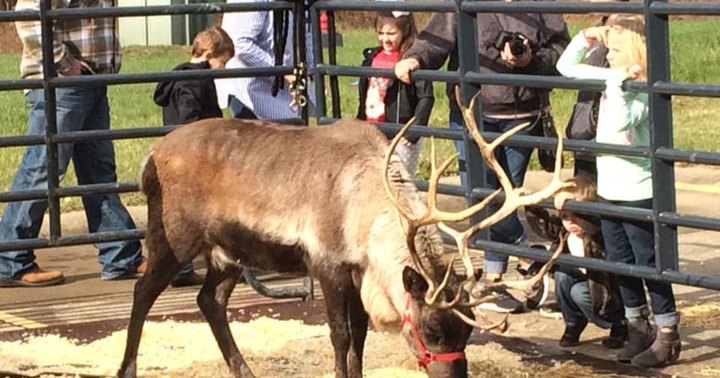 Meet A Real Live Baby Reindeer At Santa's Toys, A Christmas-Themed Toy Store In Indiana