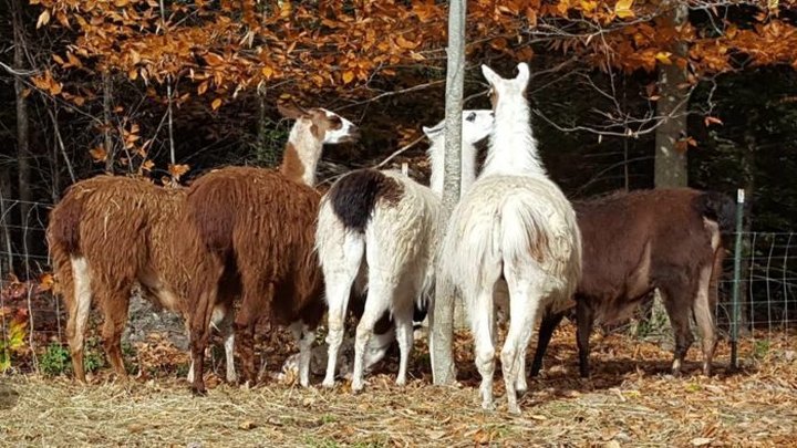 Cuddle The Most Adorable Rescued Farm Animals At Graze In Peace Farm Animal Sanctuary In Maine