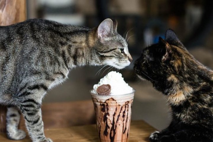 The Kitty Brew Cat Cafe Is A Completely Cat-Themed Catopia Of A Cafe In Cincinnati