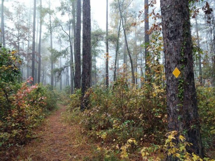 The 24-Mile Wild Azalea Trail Is The Longest In Louisiana And Makes The Perfect Weekend Adventure