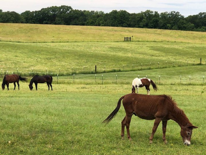 There's A Bed & Breakfast On This Horse Farm In Missouri And You Simply Have To Visit