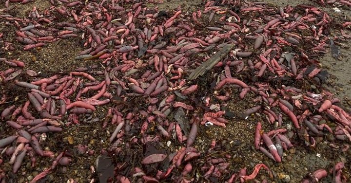 Thousands Of 10-Inch Marine Worms Washed Up On Drakes Beach In Northern California After A Strong Storm