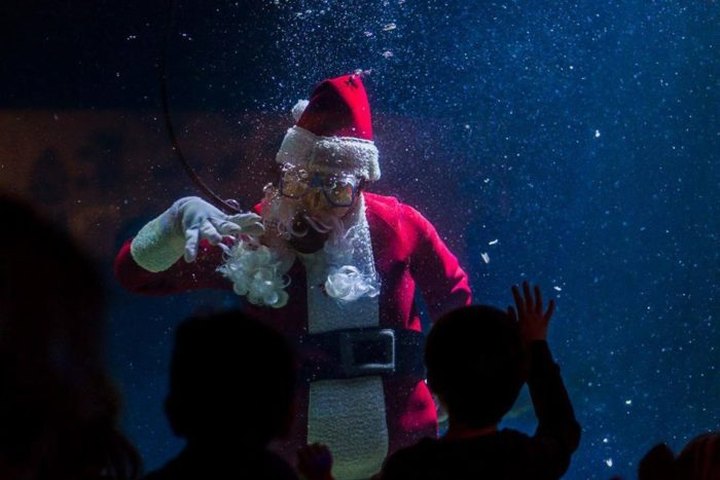 Watch Santa Celebrate The Season With A Holiday Scuba Adventure At The Mississippi Museum Of Natural Science