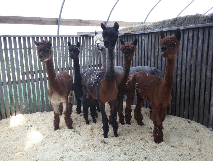 You Can Go Camping With Alpacas At Paca Hill Farm In New Hampshire
