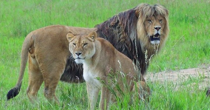Get Up Close And Personal With Lions At The Wild Animal Sanctuary In Colorado