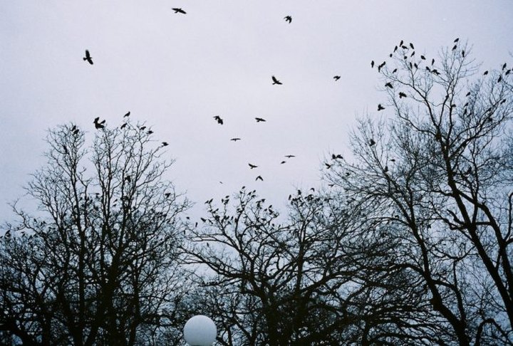 Up To 10,000 Crows Invade Minneapolis In Minnesota Every Winter And It's A Sight To Be Seen