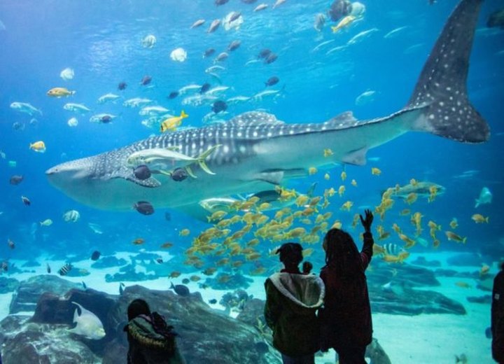 The World's Largest 'Indoor Ocean' Is Right Here In Georgia At The Georgia Aquarium