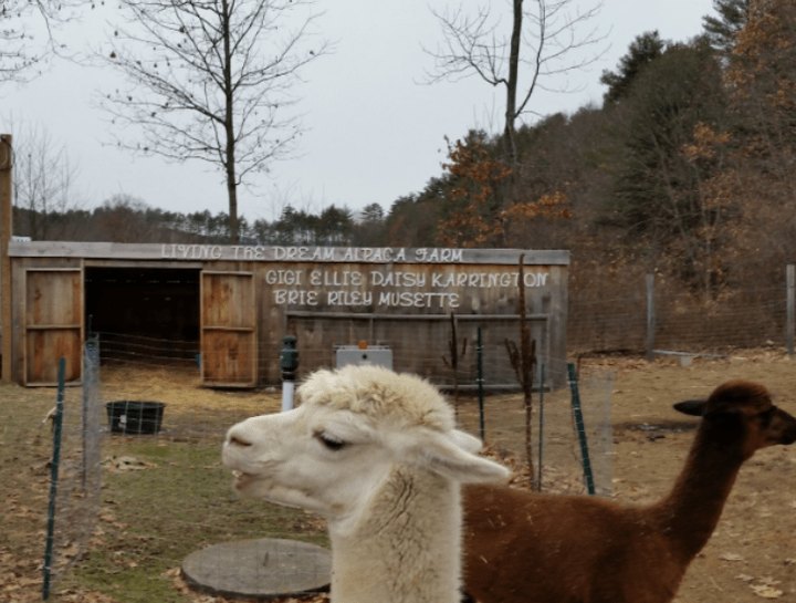 Living The Dream Alpaca Farm In Vermont Makes For A Fun Family Day Trip
