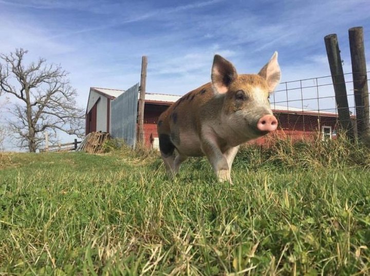 Cuddle The Most Adorable Rescued Farm Animals At Iowa Farm Sanctuary