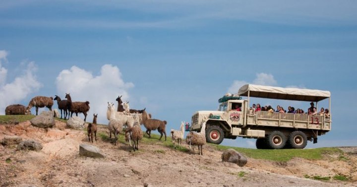 Plan A Trip To The 350-Acre Drive-Through Safari Park In Six Flags New Jersey