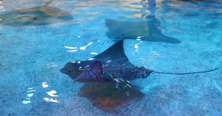 You Can Swim With Stingrays At Adventure Aquarium In New Jersey