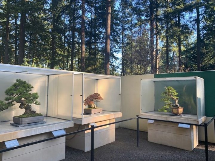 Washington's Pacific Bonsai Museum Is One Of Only Two In The Country