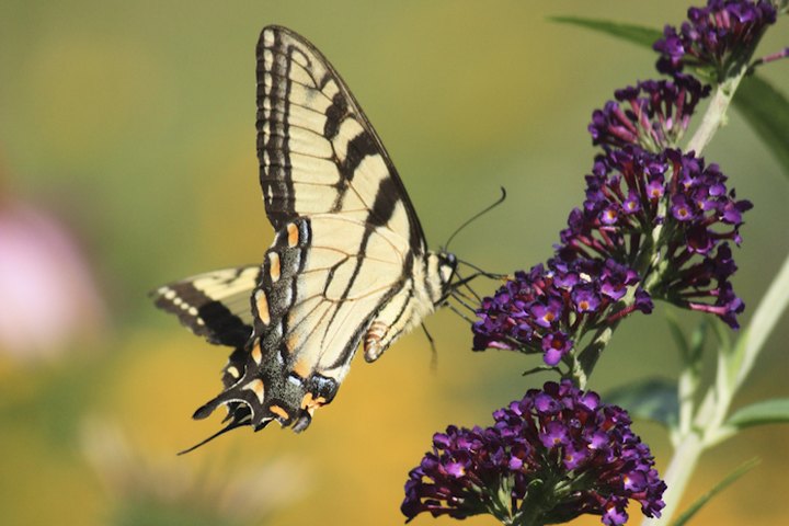 Stroll Through A Magical Butterfly Wonderland This Spring At The West Virginia Botanic Garden